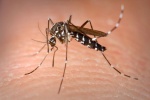 Chống muỗi cho trẻ, nên bắt đầu từ độ tuổi nào?