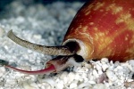 Nọc ốc biển có thể hữu ích cho việc điều trị đái tháo đường