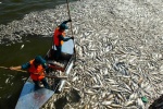 ​76 tấn cá chết ở hồ Tây được thu gom xử lý