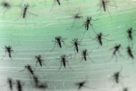Phát hiện trường hợp đầu tiên lây nhiễm Zika qua tiếp xúc cơ thể