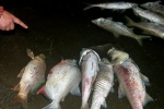 Hà Nội: Hàng nghìn con cá chết nổi trên hồ Linh Đàm