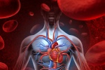 Homocysteine cao - Yếu tố nguy cơ gây bệnh tim mạch
