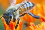 Nọc ong có thể giúp giảm viêm khớp?