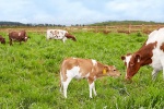 Vinamilk có trang trại bò sữa Organic đầu tiên tại Việt Nam