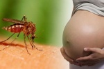 2 bà bầu ở Sài Gòn nhiễm virus Zika phải ngưng thai kỳ