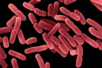 Tìm hiểu vai trò của lợi khuẩn Bacillus subtilis trong men vi sinh