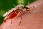 Các nỗ lực kiểm soát bệnh sốt rét toàn cầu vẫn chưa đạt hiệu quả