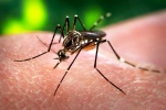 Đồng Nai công bố dịch Zika cấp xã