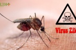 Bệnh do virus Zika sẽ lưu hành như bệnh sốt xuất huyết?