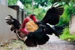 Chọi gà – thú chơi không riêng của Việt Nam