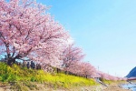 Nô nức đi ngắm nơi có hoa anh đào nở sớm nhất Nhật Bản
