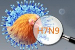 WHO: Virus cúm chết người biến đổi độc lực cao ở gia cầm