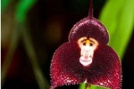 Thích thú chùm ảnh loài hoa lan kỳ lạ có hình dáng giống hệt “mặt khỉ”