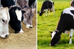 Điểm khác biệt giữa thịt bò ăn cỏ và thịt bò ăn ngũ cốc