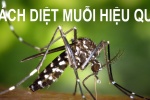 1001 biện pháp đuổi muỗi an toàn cho gia đình bạn