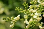 Hoa hòe - nguồn Rutin quý giá phòng chống tai biến