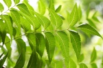 Bạn có biết công dụng trị mụn nang của neem?