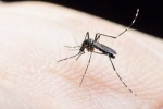 7 cách tự nhiên loại bỏ vết muỗi đốt ngay tại nhà