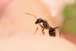 5 cách đối phó với vết kiến cắn tại nhà