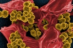 Tế bào “lai” virus: Giải pháp chống lại vi khuẩn kháng kháng sinh?