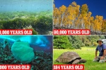Chiêm ngưỡng những loài sinh vật sống có tuổi thọ cao nhất Trái đất