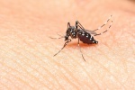 Những căn bệnh nguy hiểm do muỗi lây truyền
