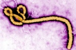 WHO: Ebola bùng phát ở Cộng hòa dân chủ Congo, 3 người tử vong