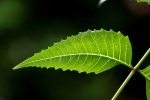 Các lợi ích của chiết xuất neem với sức khỏe