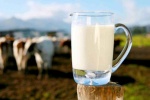 Hiểm họa khôn lường khi uống sữa thô chưa tiệt trùng