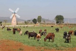 Vinamilk nhập thêm 2.000 bò sữa cao sản từ Mỹ