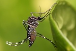 Mùa mưa Nam Bộ diễn biến bất thường: Báo động bệnh do muỗi lây truyền