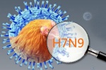 Chim di cư có thể lây lan virus cúm A(H7N9)?