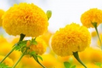 7 lợi ích sức khỏe của hoa cúc vạn thọ