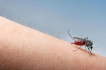 10 điều nên biết về bệnh sốt xuất huyết