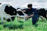 Vinamilk đầu tư chăn nuôi bò sữa công nghệ cao tại Hà Nội