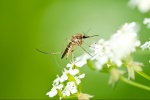 Công thức làm thuốc chống côn trùng organic: Kiến, gián, muỗi, ruồi đều chịu thua