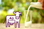 Những điều cần biết về sữa A2 - loại sữa bò khác biệt
