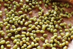 Ngâm hạt đậu trước khi nấu: 3 lợi ích không ngờ