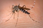 Tăng cường miễn dịch có giúp phòng bệnh sốt xuất huyết?