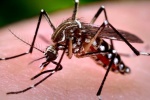  Những điều cần biết về loại muỗi gây bệnh sốt xuất huyết
