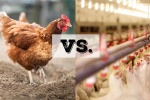 Gà chăn thả có thật tốt hơn gà công nghiệp?