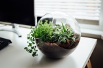 Nên trồng cây gì trong văn phòng để tăng năng suất làm việc?