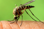 10 lời khuyên thiết thực giúp đuổi muỗi và phòng sốt xuất huyết
