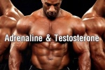 Adrenaline và Testosterone là gì và vai trò đối với nam giới