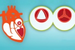Trắc nghiệm: Bạn biết gì về van tim của mình?