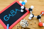 Infographic: GABA có lợi ích gì cho sức khỏe?