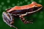 Chất nhầy từ da ếch có thể chống virus H1