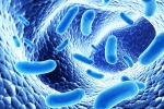 Bổ sung probiotics: Lợi ích toàn diện cho sức khỏe