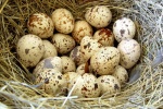 7 lợi ích thần kỳ từ trứng chim cút 