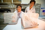 Bộ Y tế cho phép thả muỗi mang Wolbachia phòng SXH tại Nha Trang